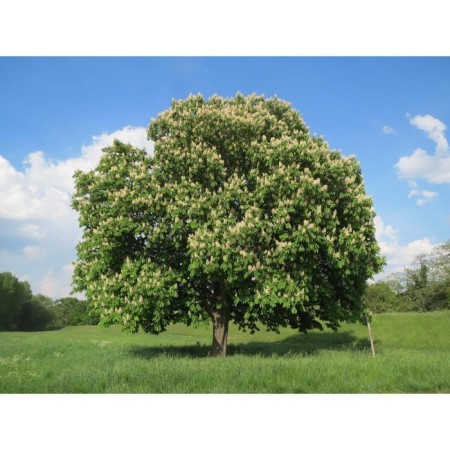 Castan ordinary cashtan, s3 pot, n20-30 height, 1 pc, summer 2024