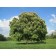Castan ordinary cashtan, s3 pot, n20-30 height, 1 pc, summer 2024