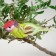 A bird for decoration and floristry, on a clothespin, mix, plastic, 1 pc., 8 x 8 cm