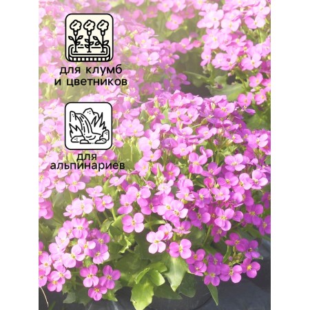 Alpine “Raurus” Arabis seeds, pink, 0.05 g-2