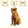 Figure "On the farm: Sharpei"