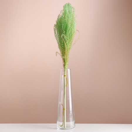Set of dried flowers "Miscantus", banch 3-5 pcs, length 60 (+/- 6 cm), green