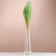 Set of dried flowers "Miscantus", banch 3-5 pcs, length 60 (+/- 6 cm), green