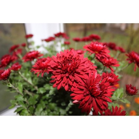Chrysanthemum Korean crane, I rr, 1 pc, 70-80 h (cm), autumn 2024