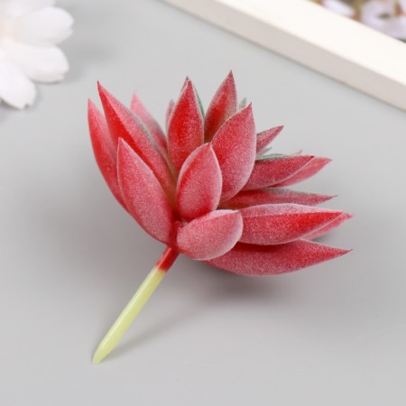 Artificial succulent for creating Florarium "Echevereria Ruby" d = 8.8 cm-1