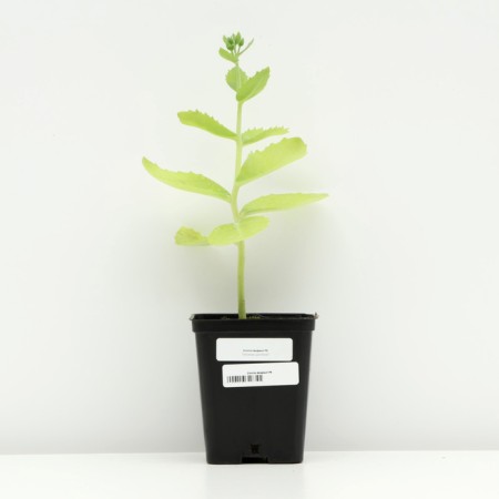 Visible cleaning, P9 pot, 1 pc, spring 2024-2