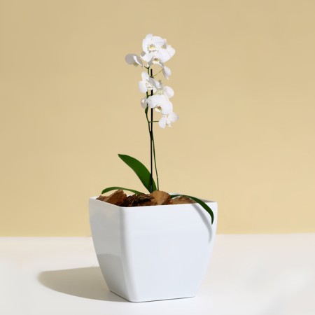 Flower pot, 15 × 15 cm, 2.5 l, plastic, white-2