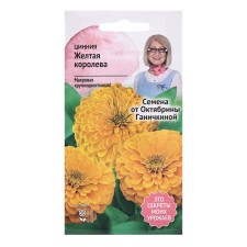 Cinnia flowers 