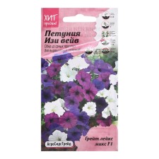 Flowers of Petunia Flower 