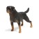 Toy - surprise "Pets. Dogs "