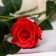 Artificial "Rose Charm" 6x77 cm, red