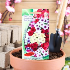 Flower seeds Flox Drummondy 