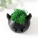 Cashpo concrete "devil" 6.5x6x5.5 cm black with moss (moss green. Stabiliz.)