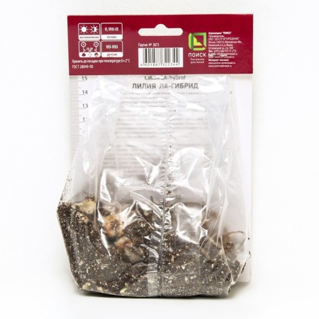 Liliya Lilia Hybrids Desert TIN, 14/16 rr, 2 pcs. 120-130 h (cm), autumn 2024-1
