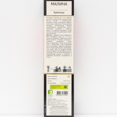 Raspberry promising varieties "Strpysh", 1 pc, tube, spring 2025-2
