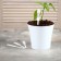 Garden signs for marking, 12 cm, set 20 pcs., Plastic, white, Greengo
