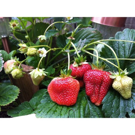 Strawberry garden bohemia, p9 pot, 1 pc, summer 2024