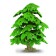 Figure "Ginkgo Biloba"