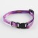 A collar for dogs and cats with Fasteks "Fish", 30x1 cm