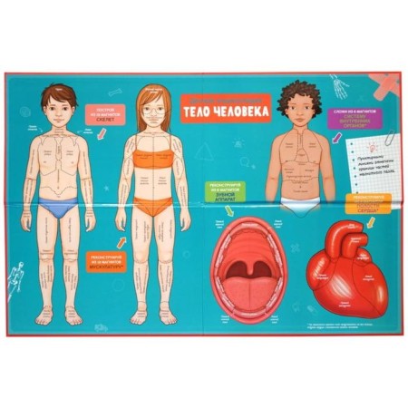 Interactive children's encyclopedia with magnets "Human Body" (in the box)-2