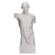 Anatomical gypsum figure: Goidon torso, 12 x 15 x 48 cm