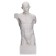 Anatomical gypsum figure: Goidon torso, 12 x 15 x 48 cm