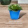 A pot for seedlings, 500 ml, d = 11 cm, h = 8.5 cm, mix, in a set of 5 pcs.