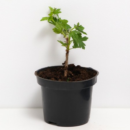 Gooseberries are bright, s2 pot, n20-40 height, 1 pc, summer 2024-1