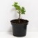 Gooseberries are bright, s2 pot, n20-40 height, 1 pc, summer 2024