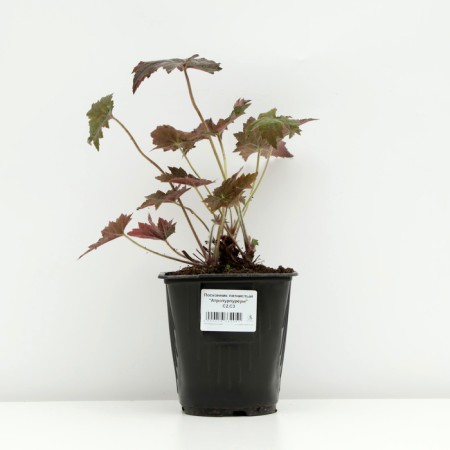 Spit -stained "Atropurpureum", pot C3, 1 pc, Spring 2024-2