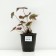 Spit -stained "Atropurpureum", pot C3, 1 pc, Spring 2024