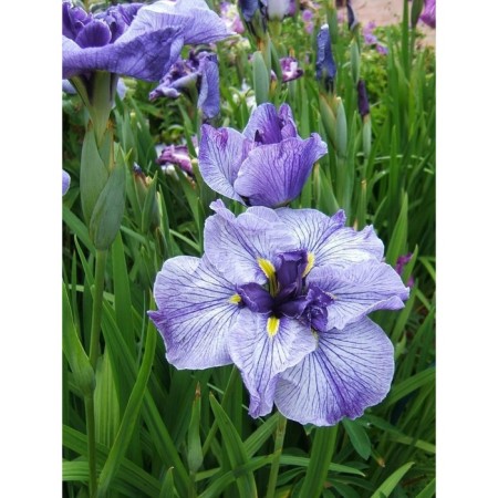 Iris Japanese Graivuds Katrina, rr I, I pcs, spring 2025