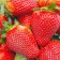 Strawberry seedlings of Frigi Albion (9-15 mm), 5 pcs