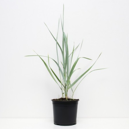 Golosnyak (Elimus) Sandy Blue Dun, C2 pot, H10-50 height, 1 pc, summer 2024-1