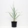 Golosnyak (Elimus) Sandy Blue Dun, C2 pot, H10-50 height, 1 pc, summer 2024