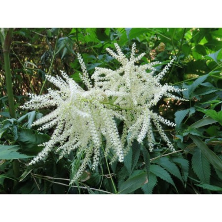 Volzhanka dioecious, s2 pot, H10-50 height, 1 pc, summer 2024