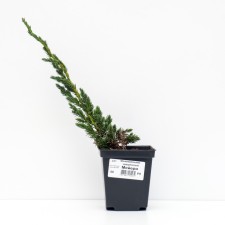 Juniper scaly 