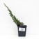 Juniper scaly "Meyeri", P9, 1pc, h 3-20 cm, spring 2024
