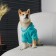 CHAMPION Holstery for dogs (footer), size M (DS 26, Osh 36-38, OG 46-50), Blue