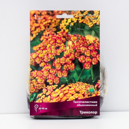 Yarrow "Ordinary Tricolor", 1 pc, rr I, spring 2025