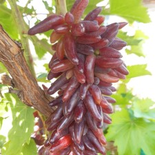 Grapes seedling 