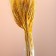 Set of dried flowers "rye", banch 35-40 pcs, length 55-65 (+/- 6 cm), yellow