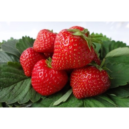 Strawberry garden lambada, p9 pot, summer 2024-1
