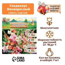 Гладиолус Низкорослый "Смесь сортов", р-р 10+, 7 шт,