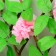Decorative fence, 110 × 40 cm, "pink flowers", Greengo