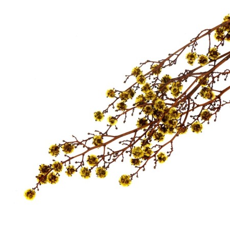 Dry flowers “Molchy Mile”, 25 g, length - 70 cm, yellow color-4