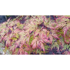 Dlanical maple seedlings/fan 