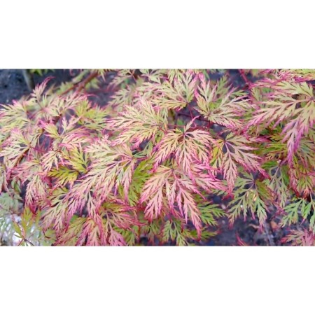 Dlanical maple seedlings/fan "Emerald Lace", pot P9, Summer 2024
