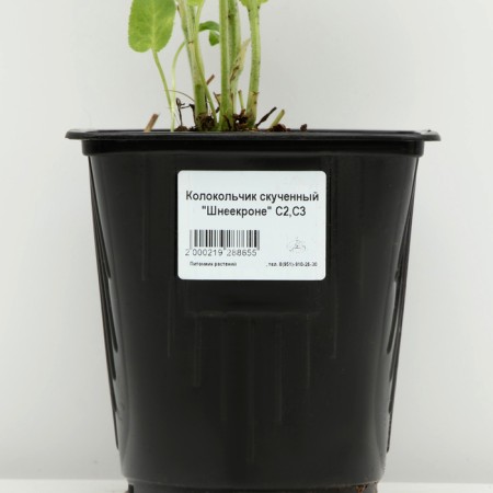 Boof bell "Schneecron", pot C2, 1 pc, Spring 2024-3