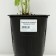 Boof bell "Schneecron", pot C2, 1 pc, Spring 2024